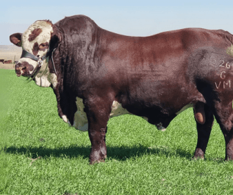 Simply Braford: More meat, less hassle