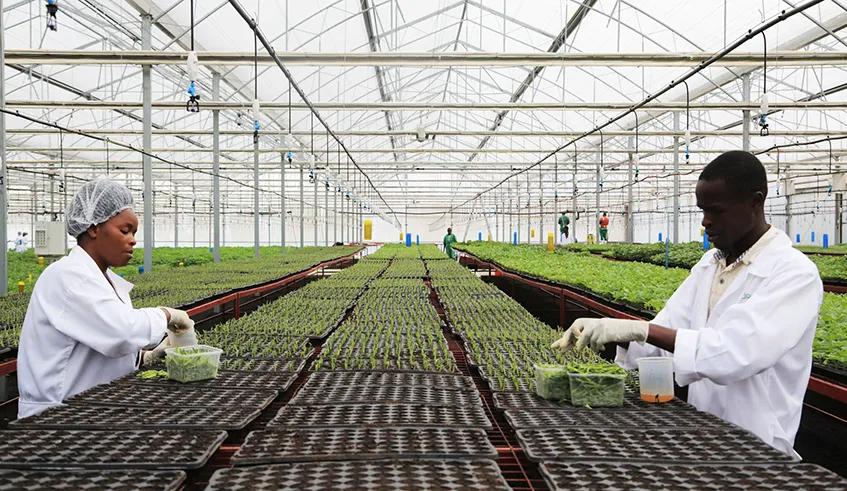 South Africa to Host International Commodity Summit (ICS2025): A Gateway to Agricultural Innovation