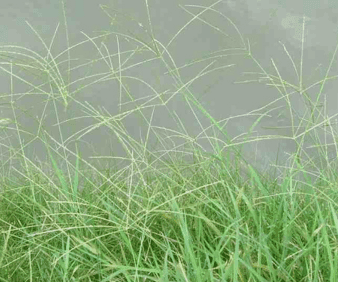 DISCOVERING SOUTH AFRICA’S GRASSES: Digitaria eriantha