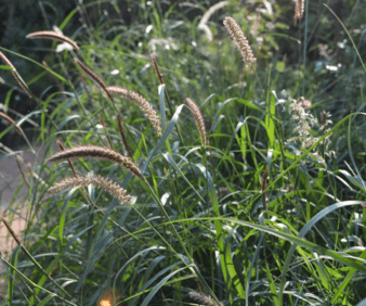 DISCOVERING SOUTH AFRICA’S GRASSES PART 3: Cenchrus ciliaris