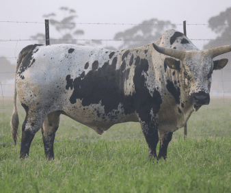 Getting your bull ready for the breeding season