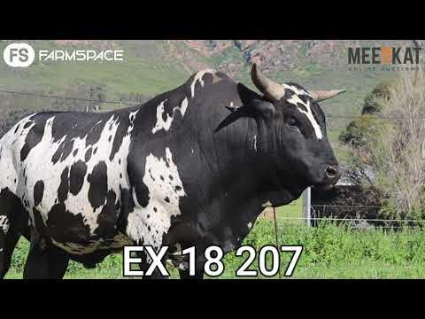 Nguni Regainer Auction 2021 Presents Lot 17 EX 18 207