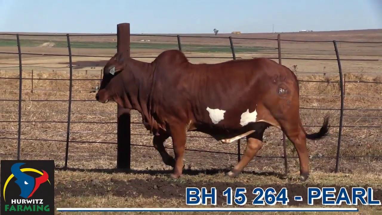 Hurwitz Farming Production Auction Marketing Video