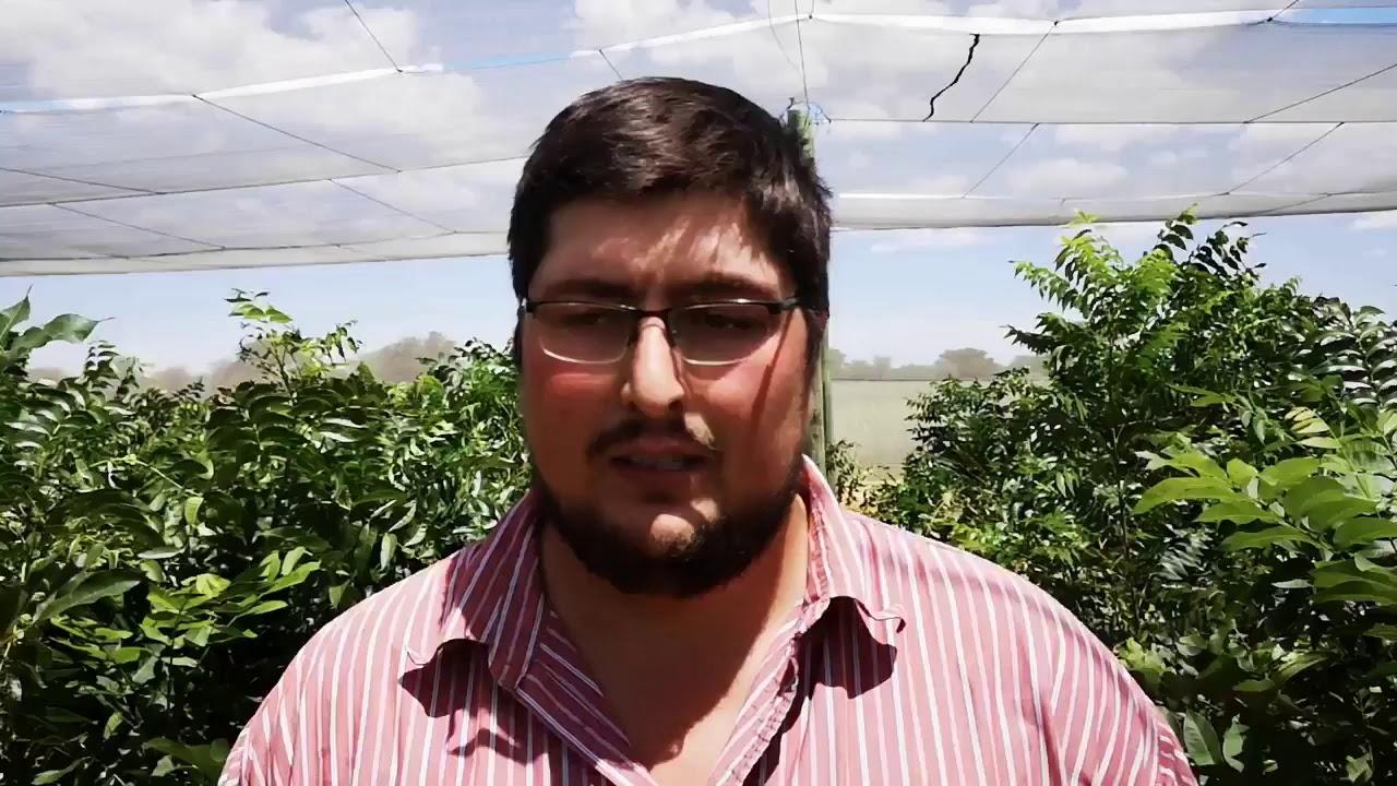 Molopo Pecans - Do pollinators play a role when it comes to pecans?
