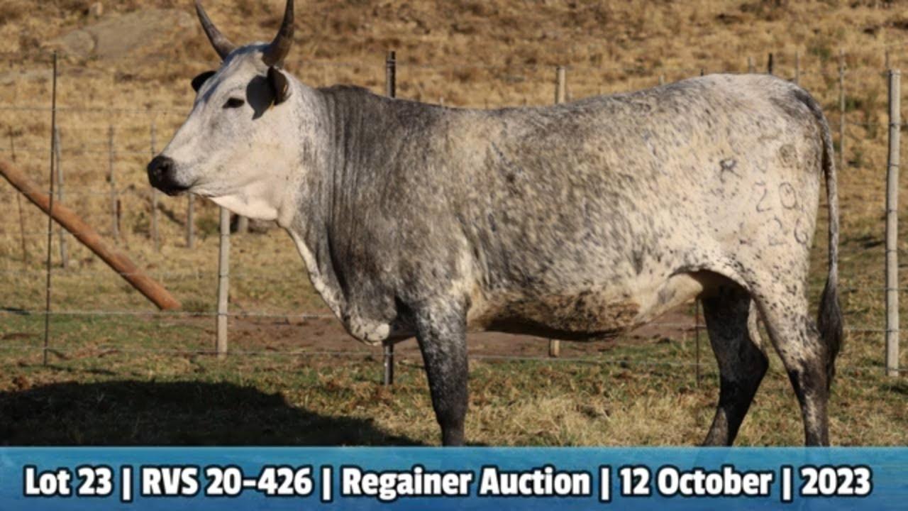 Lot 23 | RVS 20-426 | Babazeka Ngunis by die Nguni Regainer Veiling op 12 Oktober 2023