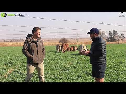 Hotspot se Stompie Olivier gesels oor hoe belangrik die vroulike diere vir hom as stoet teler is.