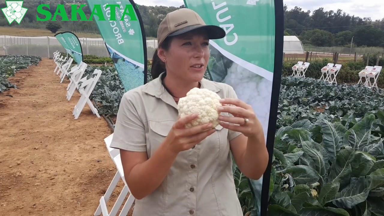 Sakata Cauliflower - Field Day 2018