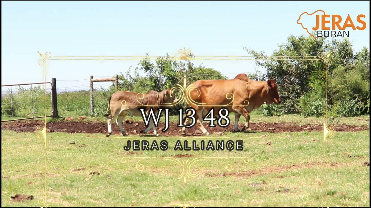 Jeras Alliance Boran Auction WJ 13 48