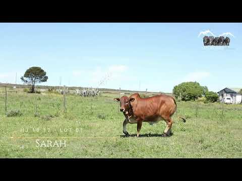 Prestige National Boran Auction Lot 1 - HJ 1812 - Sarah