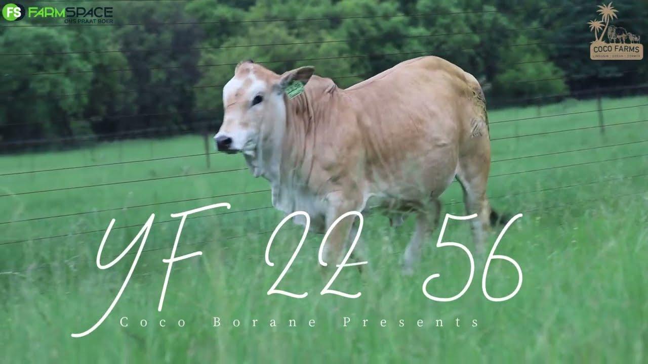 Coco Stud Farming | YF 22 56 | Boran Verse Extravaganza | 9 Februarie 2024
