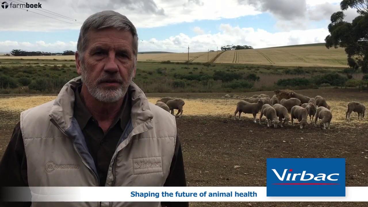 How do you limit the deaths of your lambs? - Virbac SA