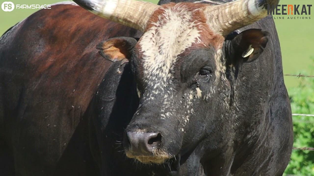 Nguni Regainer Auction - EX 16 01 Lot 2