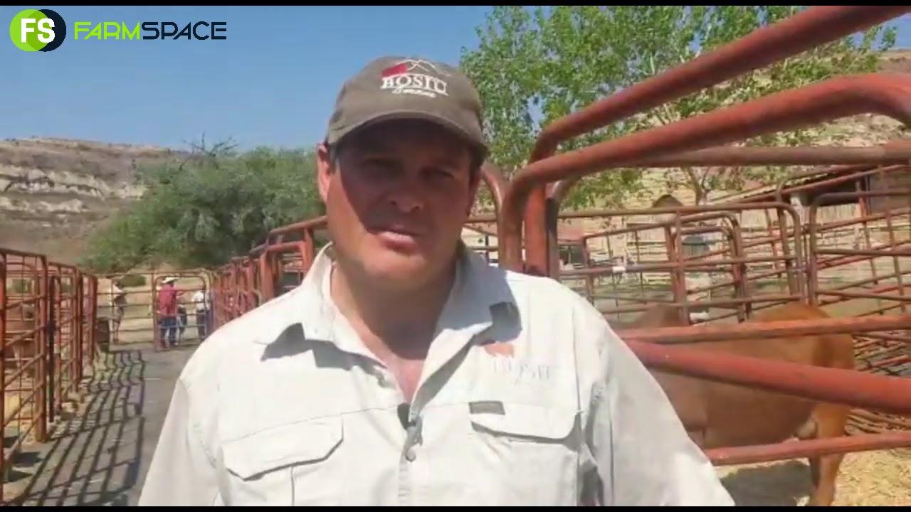 Bosiu Borane Veiling - Johna gesels oor hul veiling