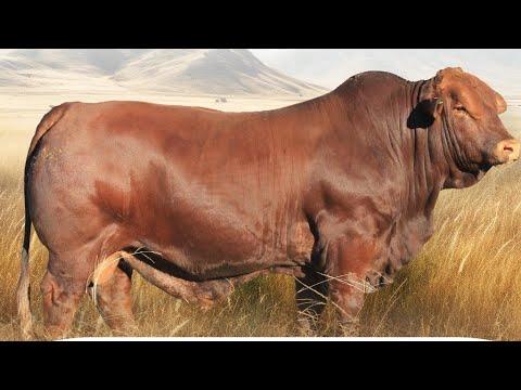 John Rafferty gesels oor No such thing as a cheap bull