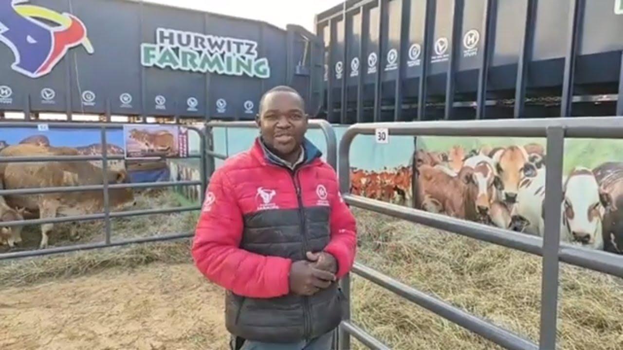 Abdul, the man in charge of the stud cattle at Hurwitz, takes us through some of his favorites.