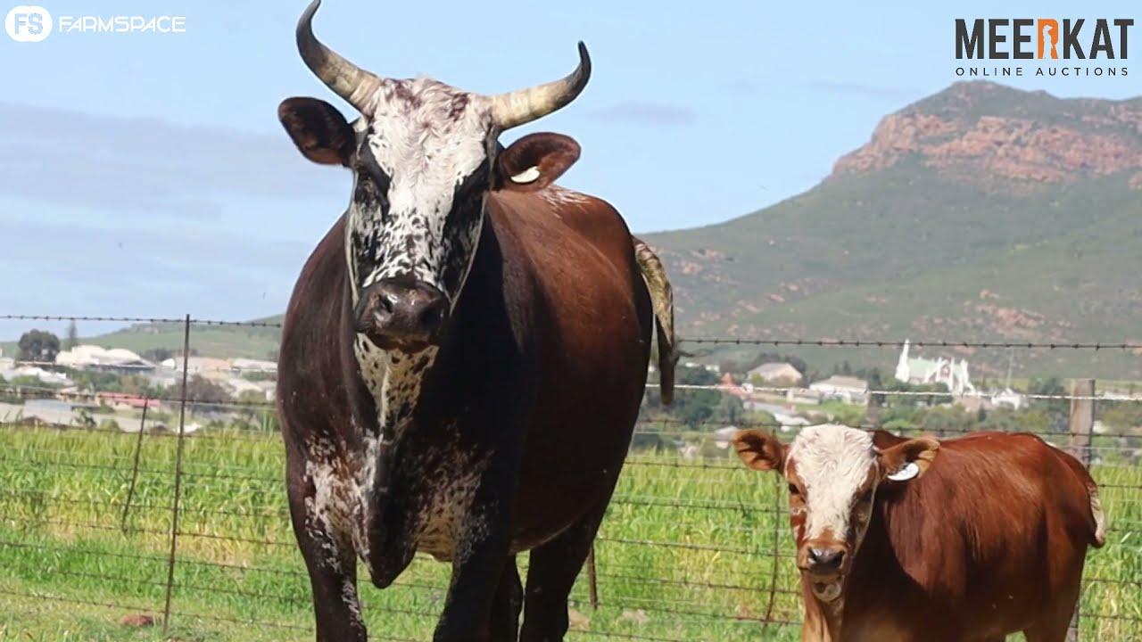 Regainer Nguni Group bied aan EX 17 236 Lot 24
