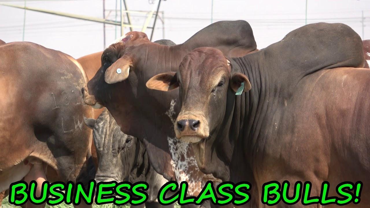 Hurwitz Farming Bulls & Breeding Stock Sale