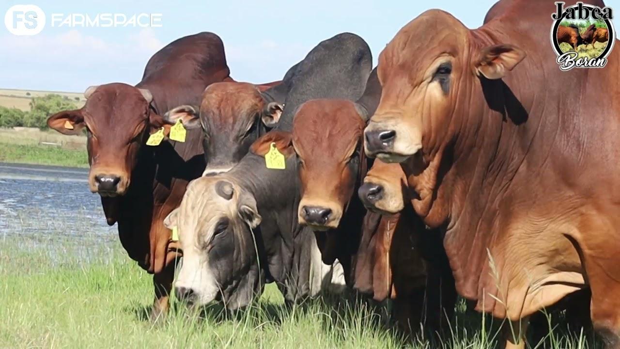 Danie Strydom van Jabea Borane gesels oor bulle, seleksie, poenskoppe en wat vir hom belangrik is.