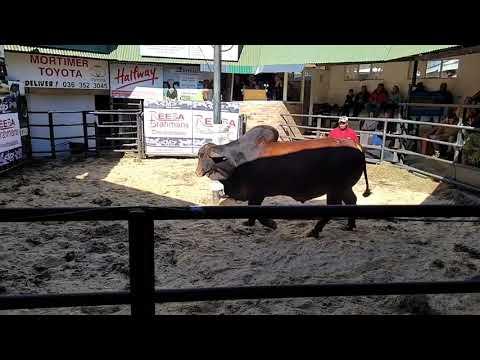 Reeba Droughtmaster & Red Brahman Auction