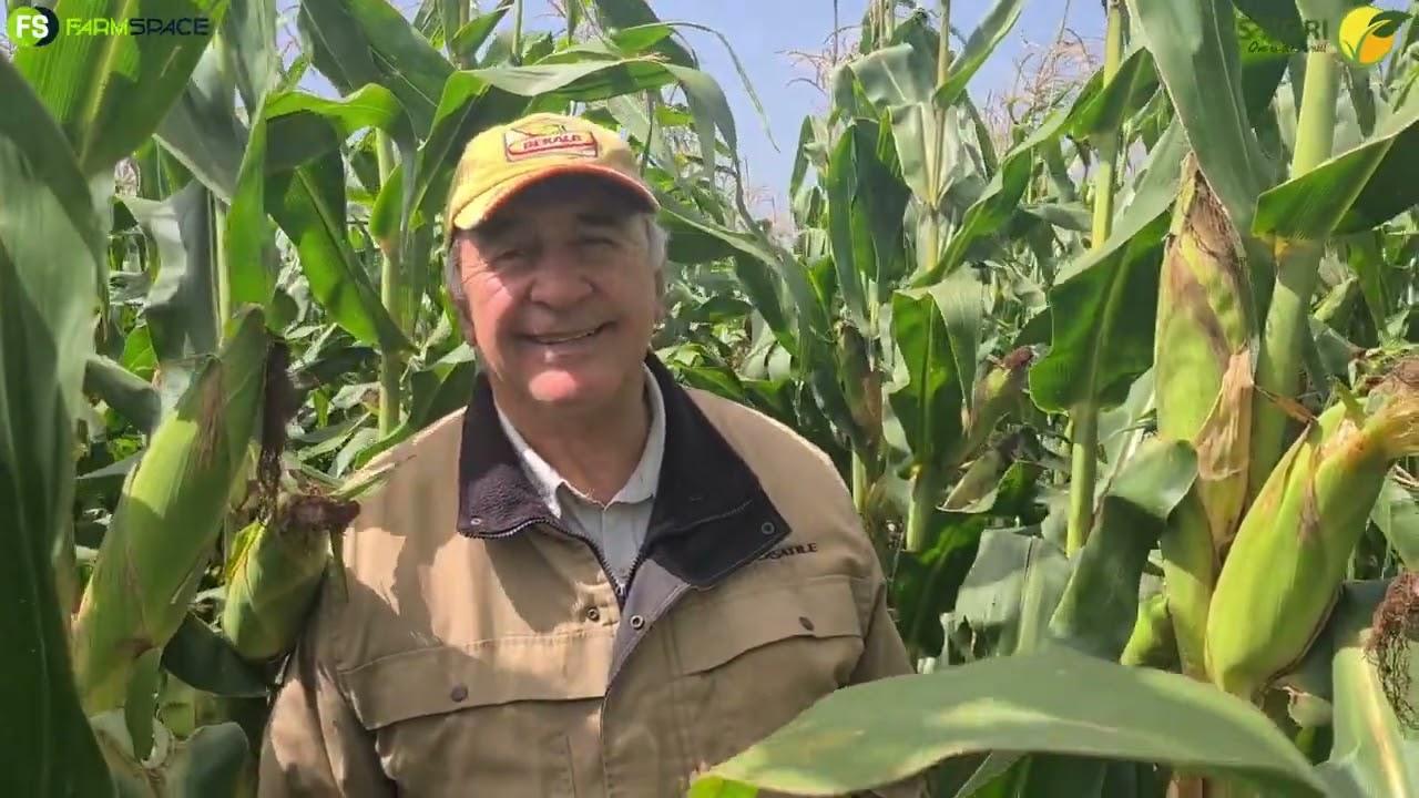 VS Agri - Kyk hoe lyk hierdie mielies van Oom Jan Erasmus.