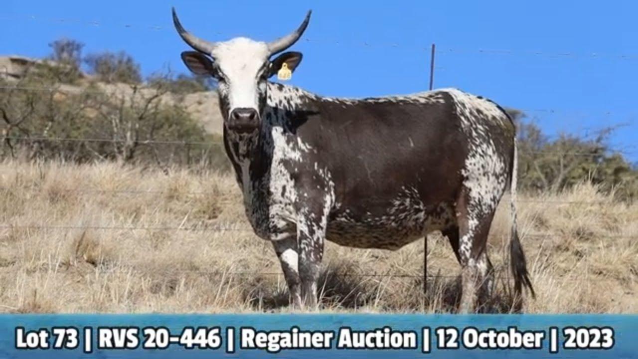 Lot 73 | RVS 20-446 | Babazeka Ngunis by die Nguni Regainer Veiling op 12 Oktober 2023