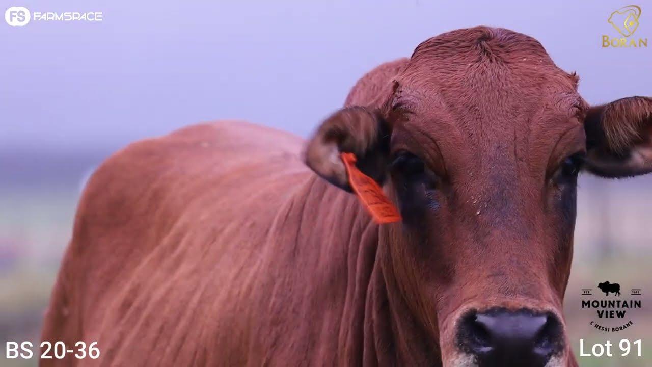 Lot 91 | BS 20-036 | Mountain View Borane | Road to the Boran National Auction | 15 July 2023