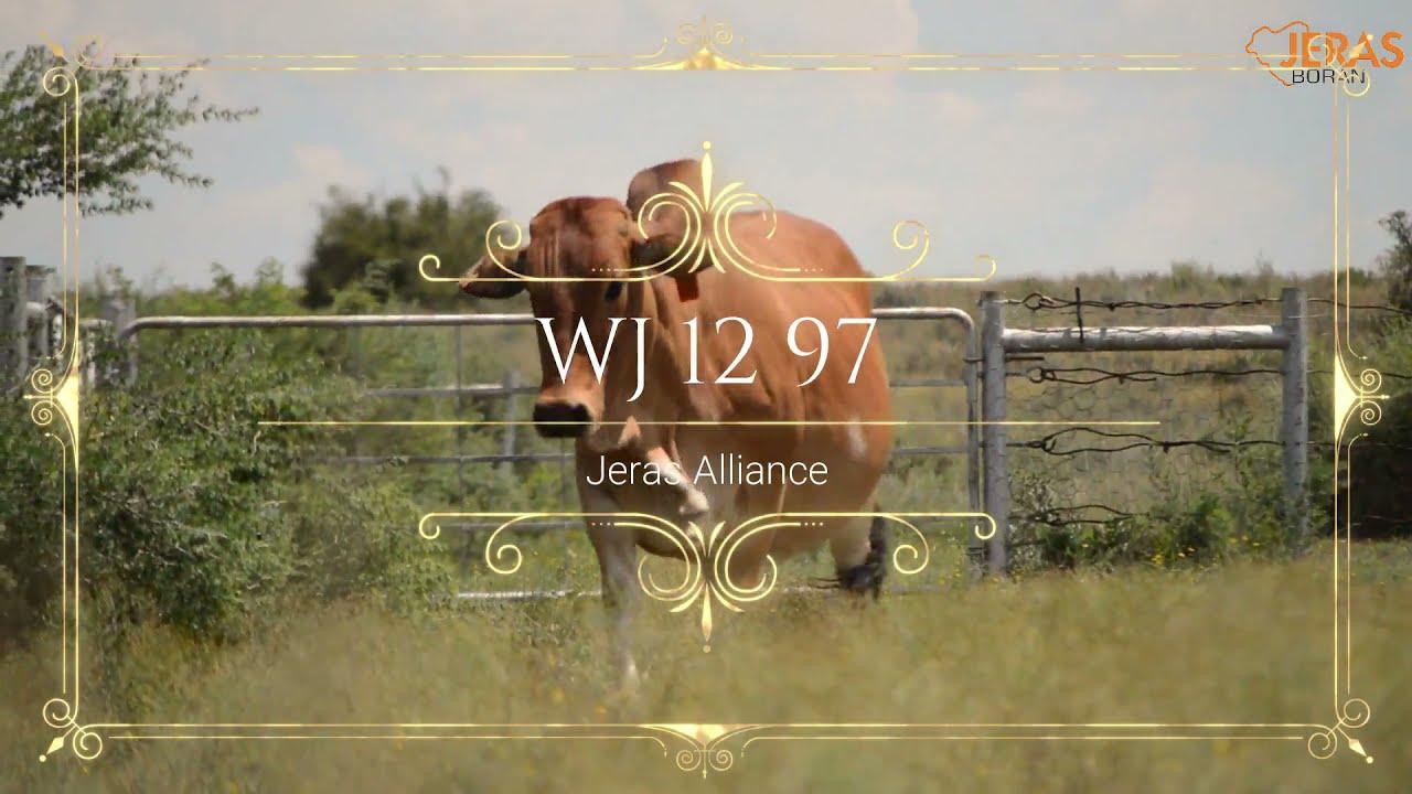 Jeras Alliance Boran Auction WJ 12 97