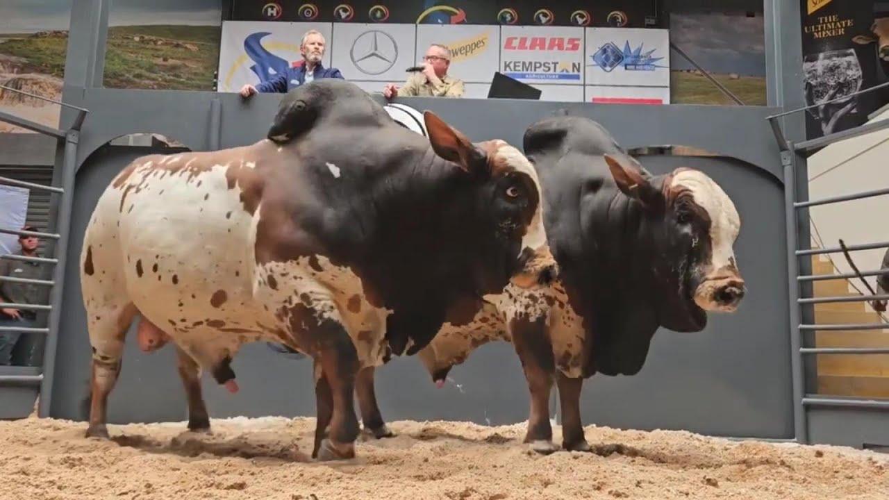 Boran bul vir R3.5m. Nou kan jy sy boetie koop!