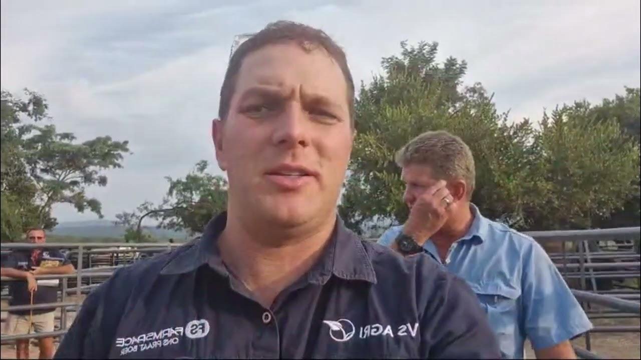 Christopher Havenga walks us through the Boran cattle that will be on auction at Ntaba Nyoni Auction
