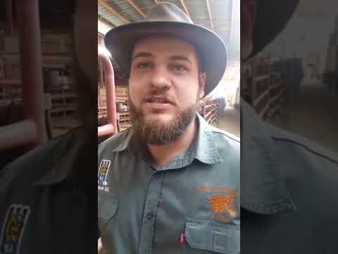 Hugenoot Beesras op ALFA Expo 2017