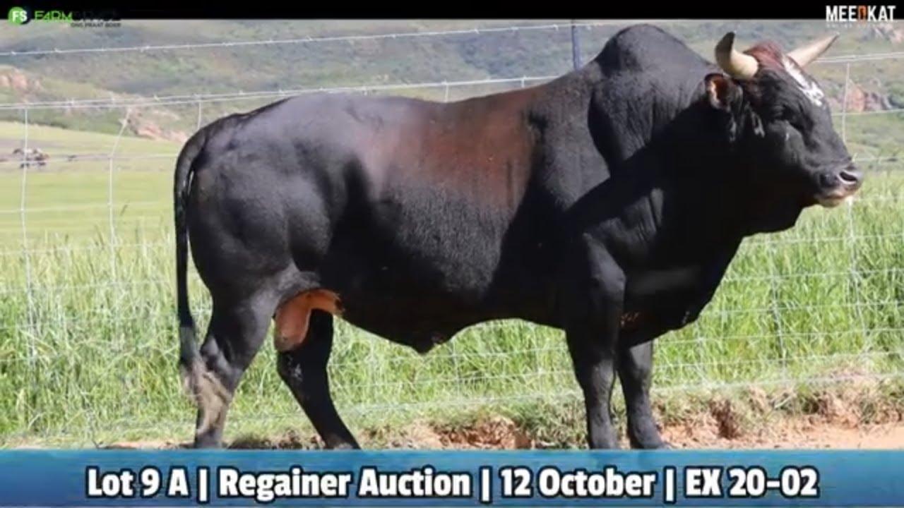 Lot 9A | EX 20-02 | Exteen Ngunis at the Nguni Regainer Auction on 12 October 2023