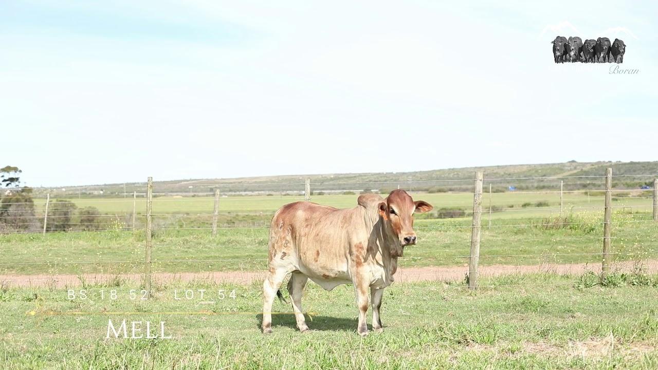Prestige National Boran Auction Lot 54 - BS 1852 - Mell