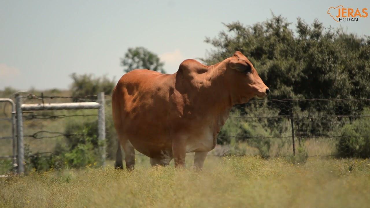 Jeras Alliance Boran Auction WJ 12 130