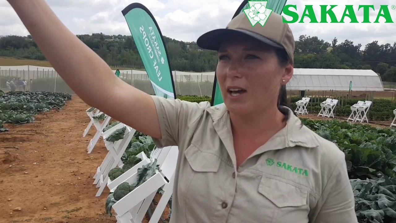 Sakata Field Day 2018 - Broccoli