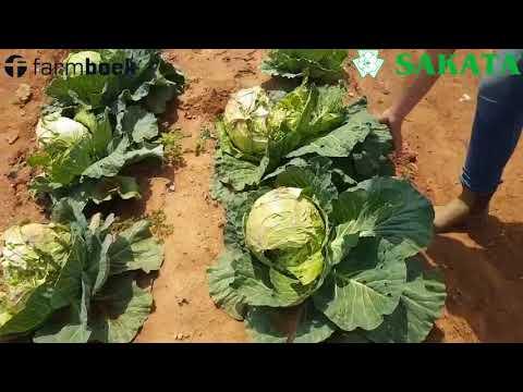 Sakata 2018 Field Day Cabbage Part 3 - Open Pollinated vs Hybrid