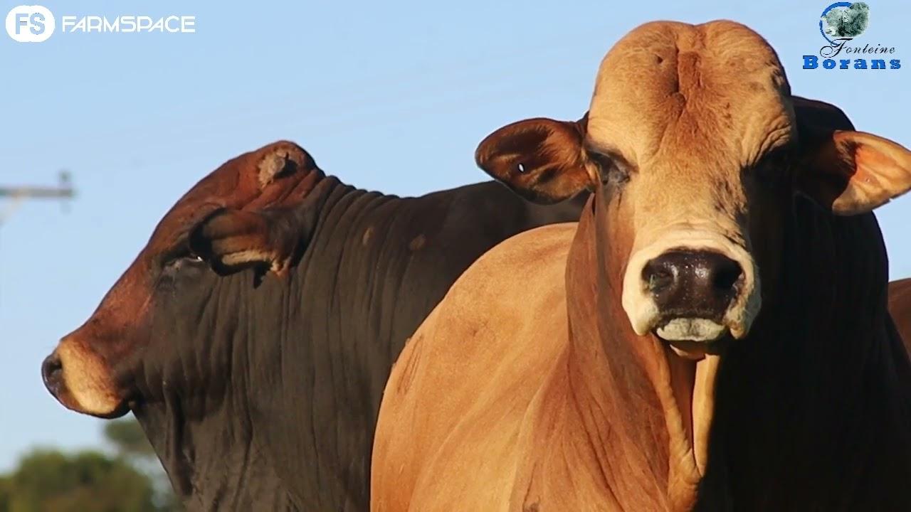 13 SP Fonteine Borans' bulls fall under the hammer on the 4th of June 2022.