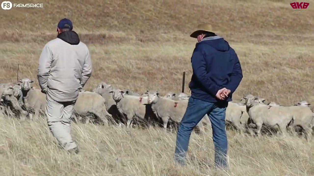 Merino aanteelveiling van Jaco & Barend Vorster. Jaco vertel ons meer oor wat jy kan verwag.