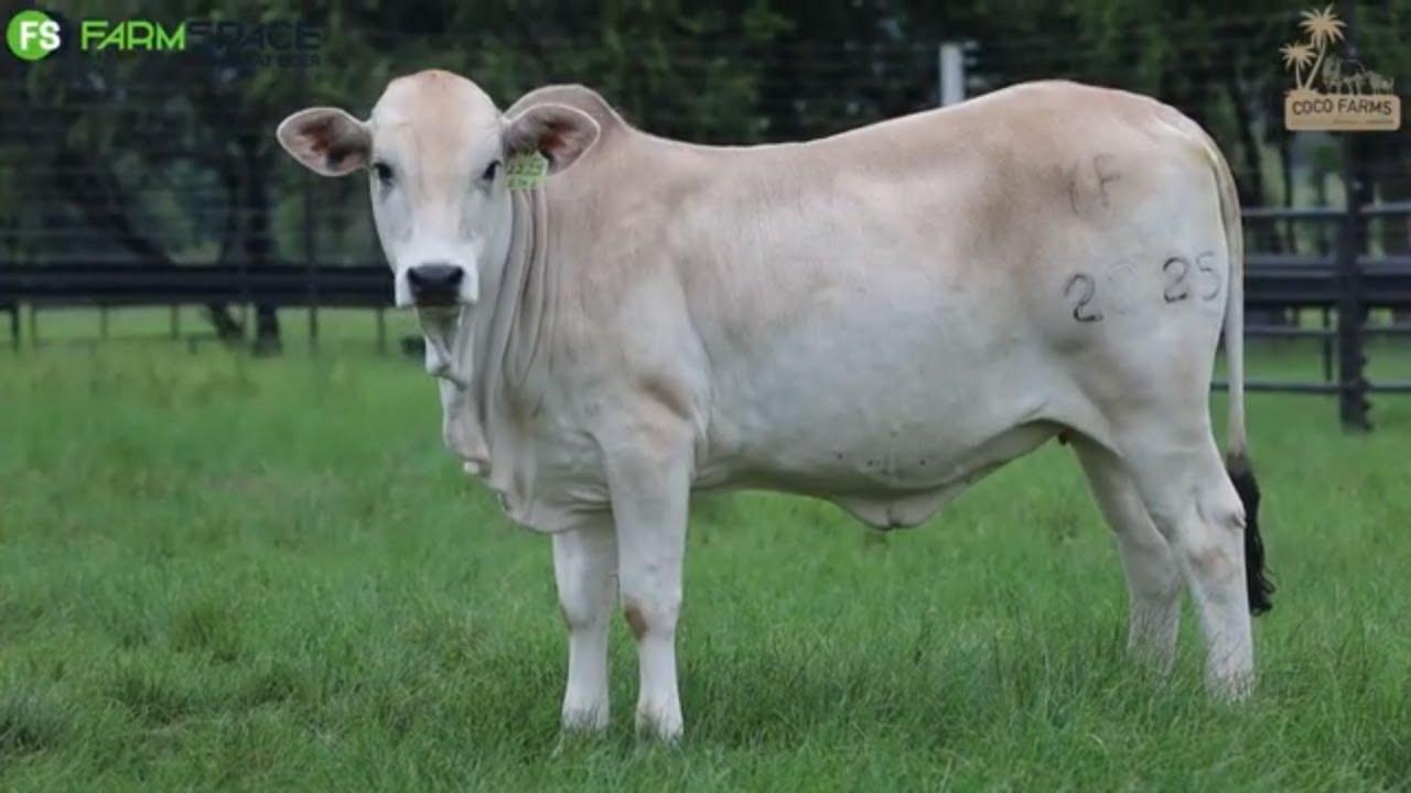 Coco Stud Farming | YF 22 25 | Boran Verse Extravaganza | 9 Februarie 2024