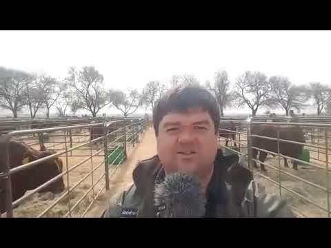 Mielieboere Bonsmaras auction 9 Aug 2018