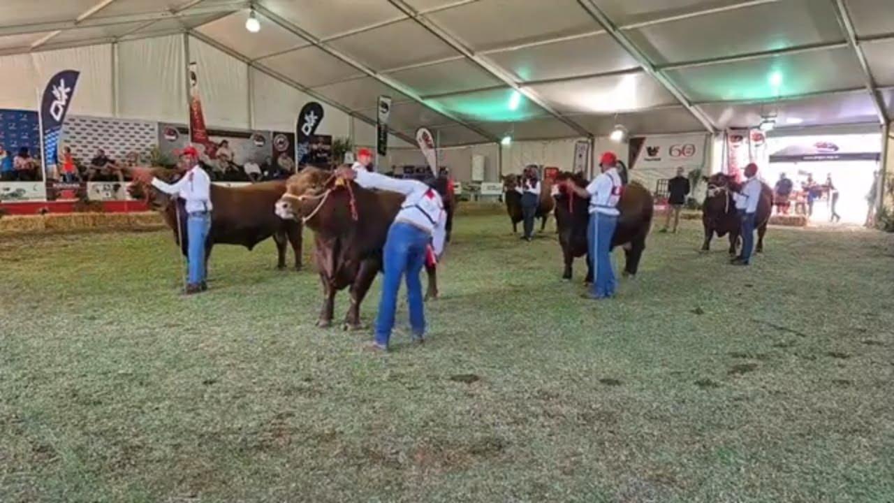 Angus Nasionale Skou, Rooi Junior Bul Kampioenskap regstreeks vanaf Bloem Show 2024