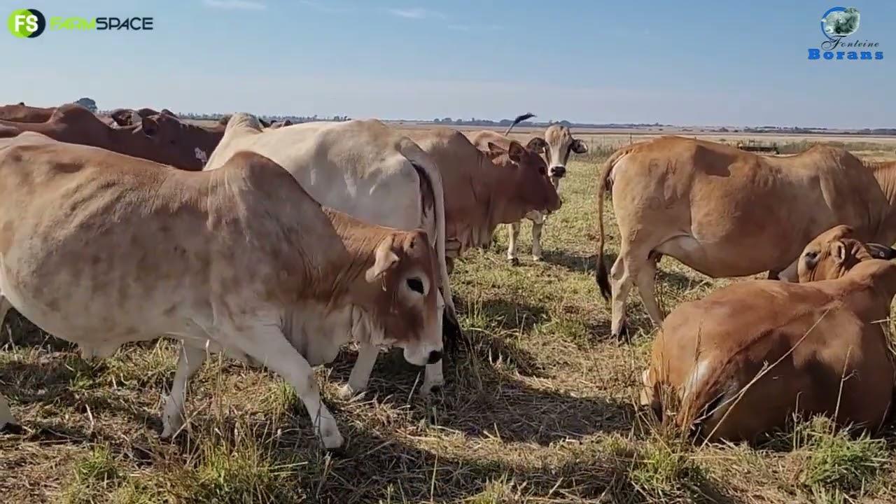 Fonteine Borane Deel 2: Francois deel sy idee oor die ras en diere wat n verskil gemaak het