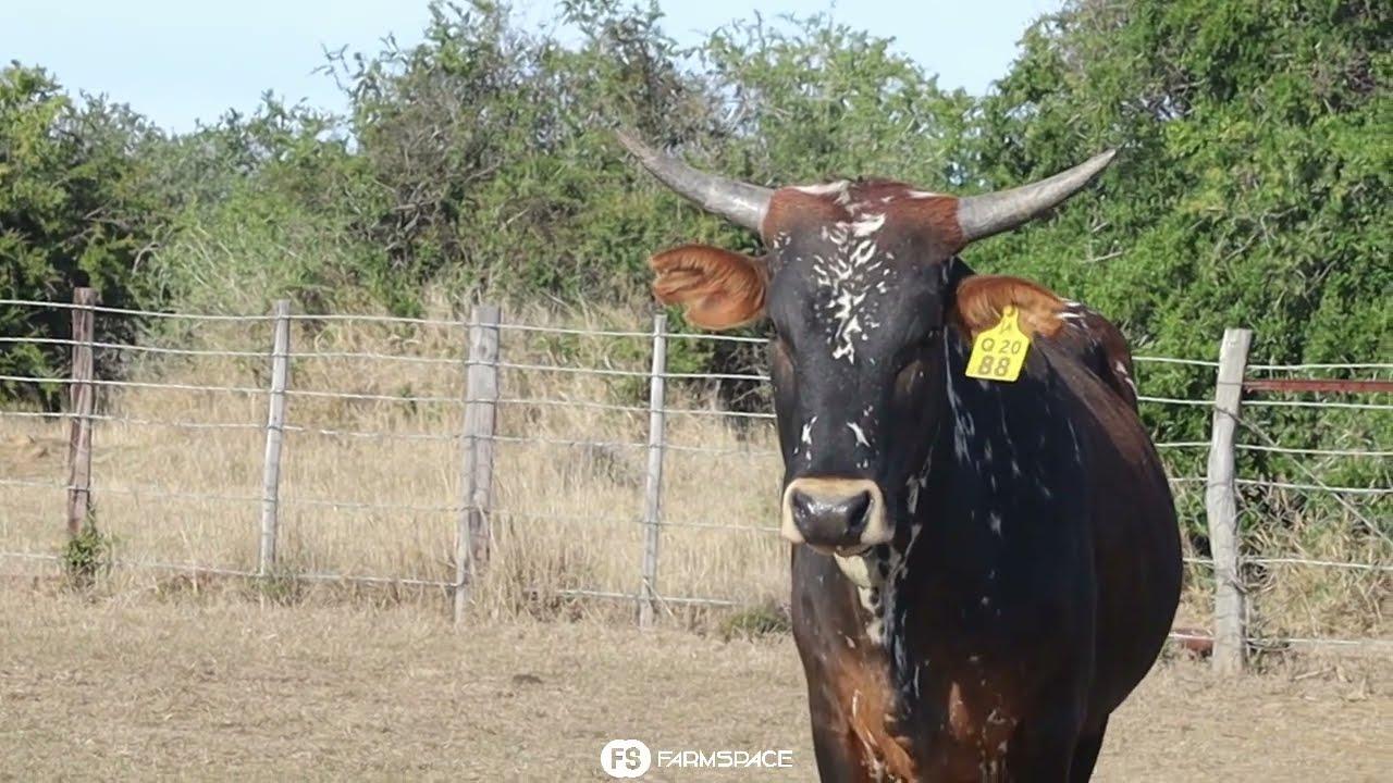 Qhina Nguni's present Lot 44 - Q 20-88 at the Nguni Regainer Group Auction, 13 October.