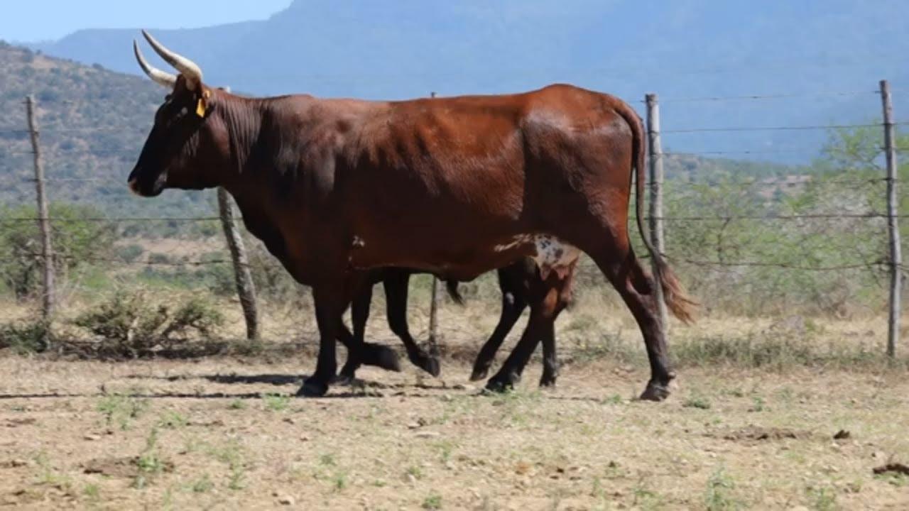 Lot 1 | Q 15-94 | Qhina Ngunis by die Nguni Regainer Veiling op 12 Oktober 2023