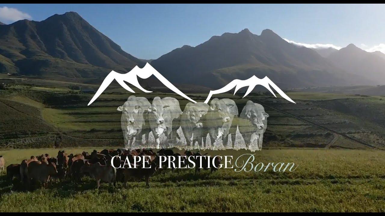 Cape Prestige Boran Auction: 14 November 2020