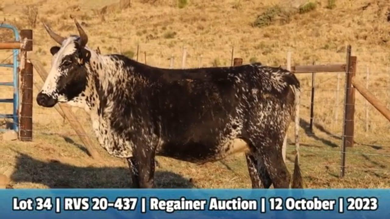 Lot 34 | RVS 20-437 | Babazeka Ngunis by de Nguni Regainer Veiling op 12 Oktober 2023
