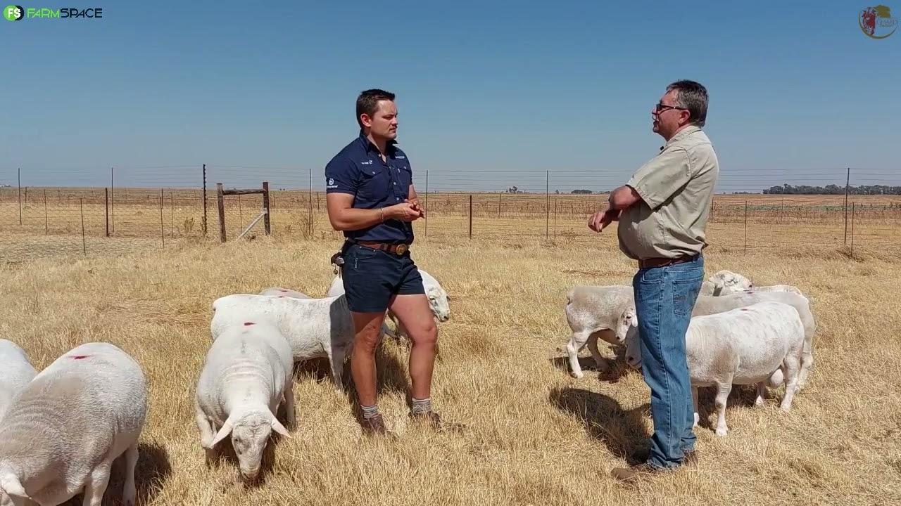 Henk vertel ons hoekom 'n dorper 'n aanwins sal wees vir enige boer.