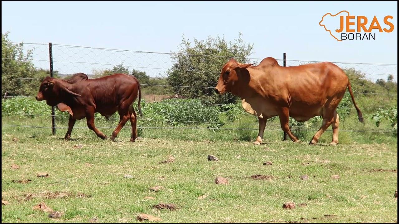 Jeras Alliance Boran Auction J 12 91