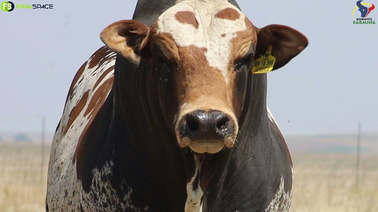 Jamaica - Pedigree? Check. Depth? Check. Muscling? Check. Length? Check. Future Stud Sire? Check