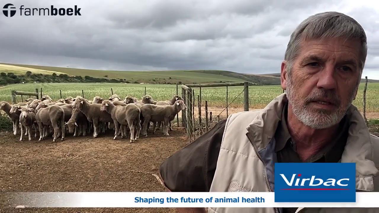 Why is the sexual fitness of a ram so important? - Virbac SA