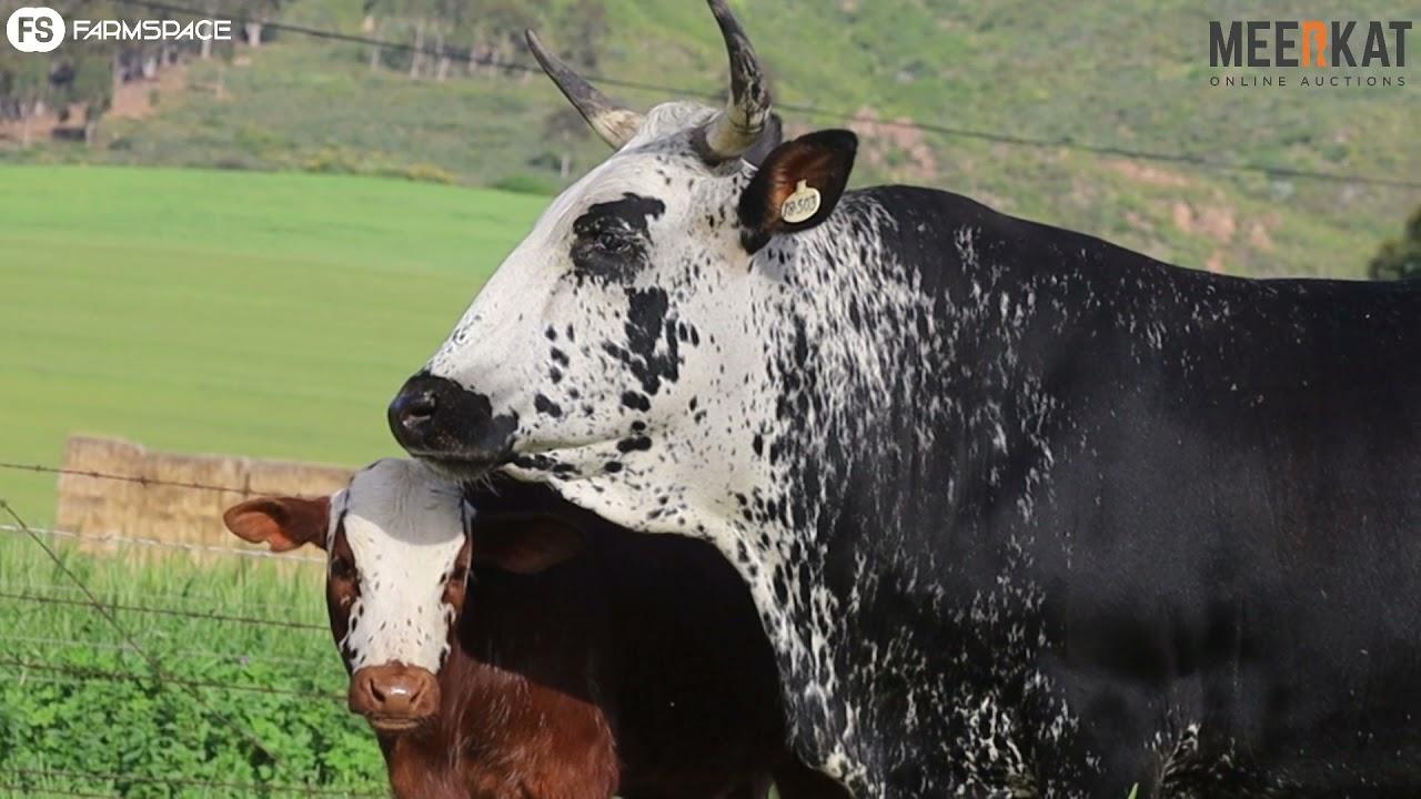 Regainer Nguni Auction - Lot 12 EX 18 503